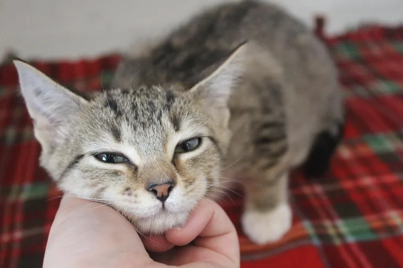 A baby medium-sized female Tabby (Brown / Chocolate) Domestic Short Hair cat named Zenith for adoption in Chestertown, MD