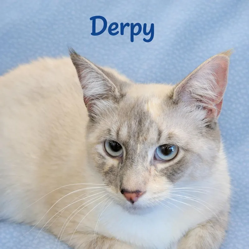 Derpy