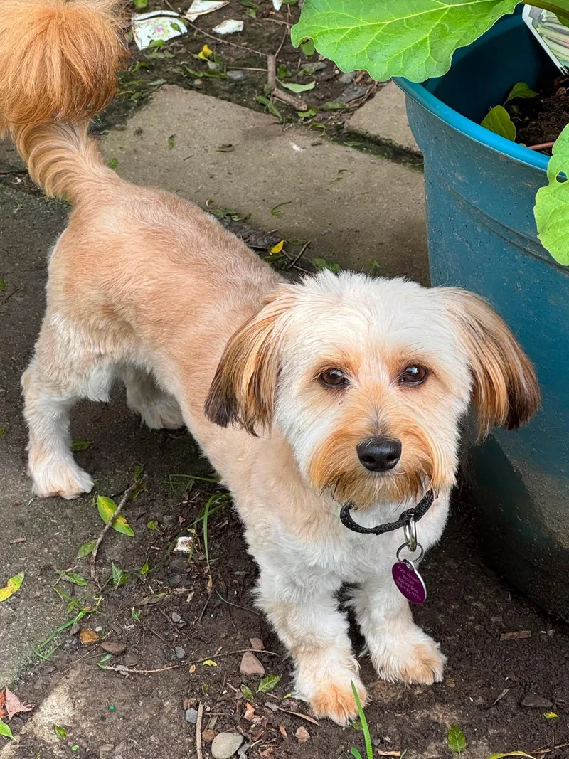 A young small-sized male Havanese dog named Teddy for adoption in Buffalo, NY
