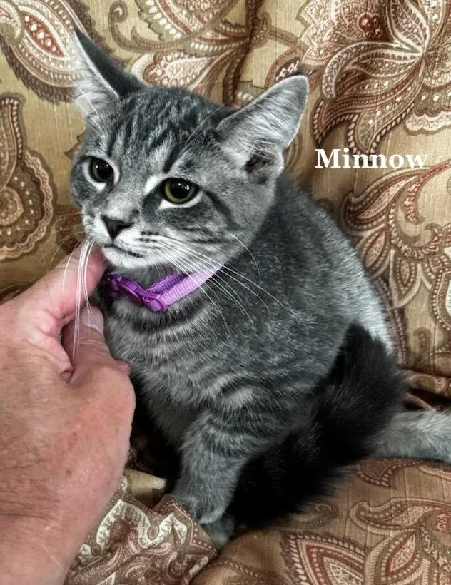 A baby medium-sized male Domestic Short Hair cat named Minnow for adoption in Morehead, KY