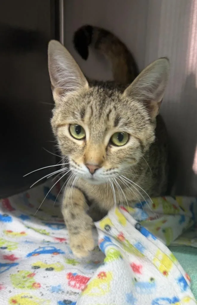 A young large-sized female Tiger cat named Tigress for adoption in Lagrange, IN