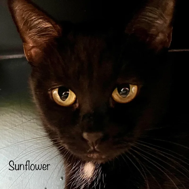 Sunflower thumbnail 4