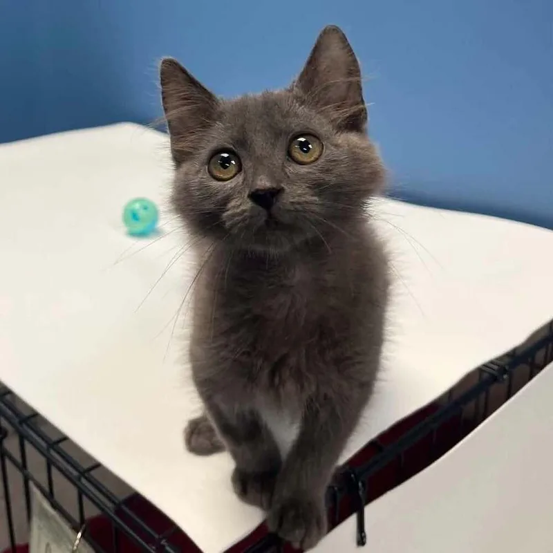 A baby medium-sized male Gray / Blue / Silver Domestic Medium Hair cat named Mateo for adoption in Candler, NC