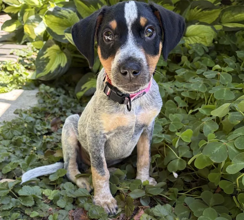 A baby medium-sized male Cattle Dog dog named Moe for adoption in Seattle, WA