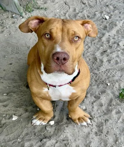 A young medium-sized male Pit Bull Terrier dog named Aries for adoption in Inverness, FL