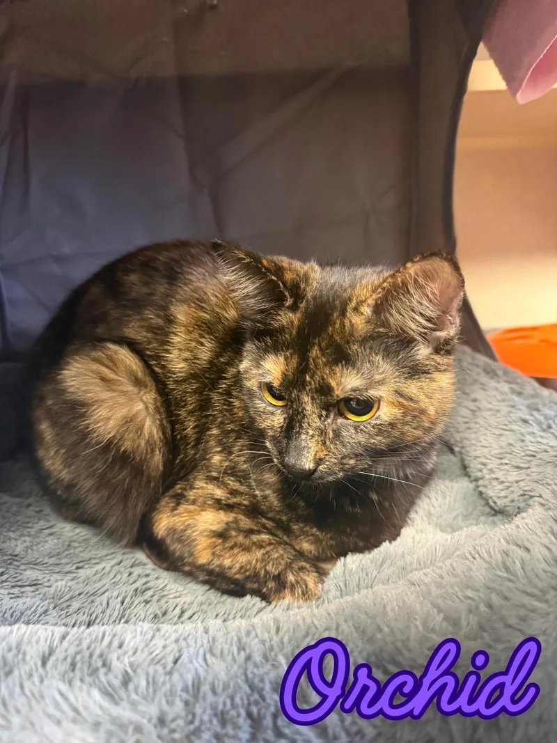 A young small-sized female Brown / Chocolate Tortoiseshell cat named Orchid for adoption in Orleans, VT