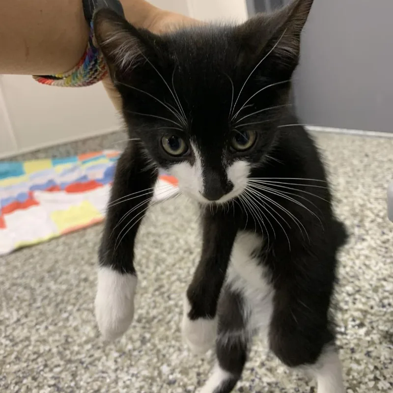 A baby small-sized male Black Domestic Short Hair cat named Shrub for adoption in Morganton, NC