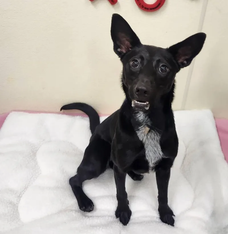 A young medium-sized female Black Shepherd dog named Raven for adoption in Sewaren, NJ