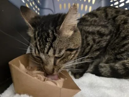 An adult small-sized male Domestic Short Hair cat named Frankie for adoption in Honolulu, HI