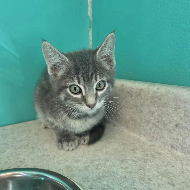 A baby small-sized male Gray / Blue / Silver Domestic Short Hair cat named Cornhole for adoption in Brookings, SD