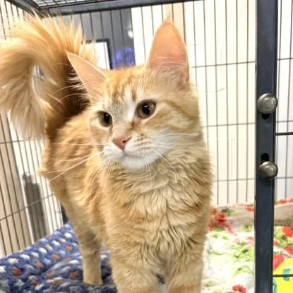 A young medium-sized female Orange / Red Domestic Medium Hair cat named Sierra for adoption in Long Beach, WA