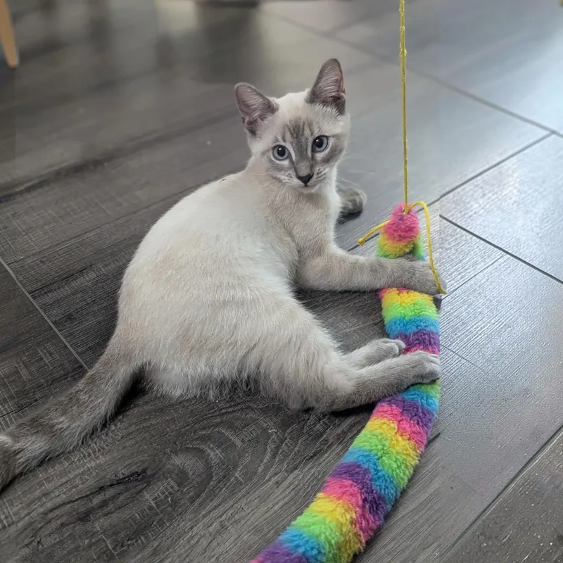 A baby medium-sized female White Domestic Short Hair cat named Capella for adoption in Fort Worth, TX