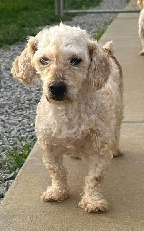 An adult small-sized female Poodle dog named Kalist for adoption in Steeleville, IL