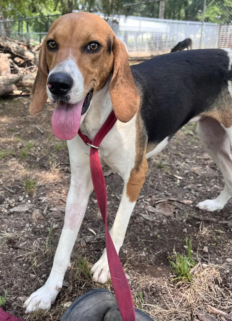 A young medium-sized female Tricolor (Brown, Black, & White) Treeing Walker Coonhound dog named Jenny Lynn for adoption in Chicopee, MA
