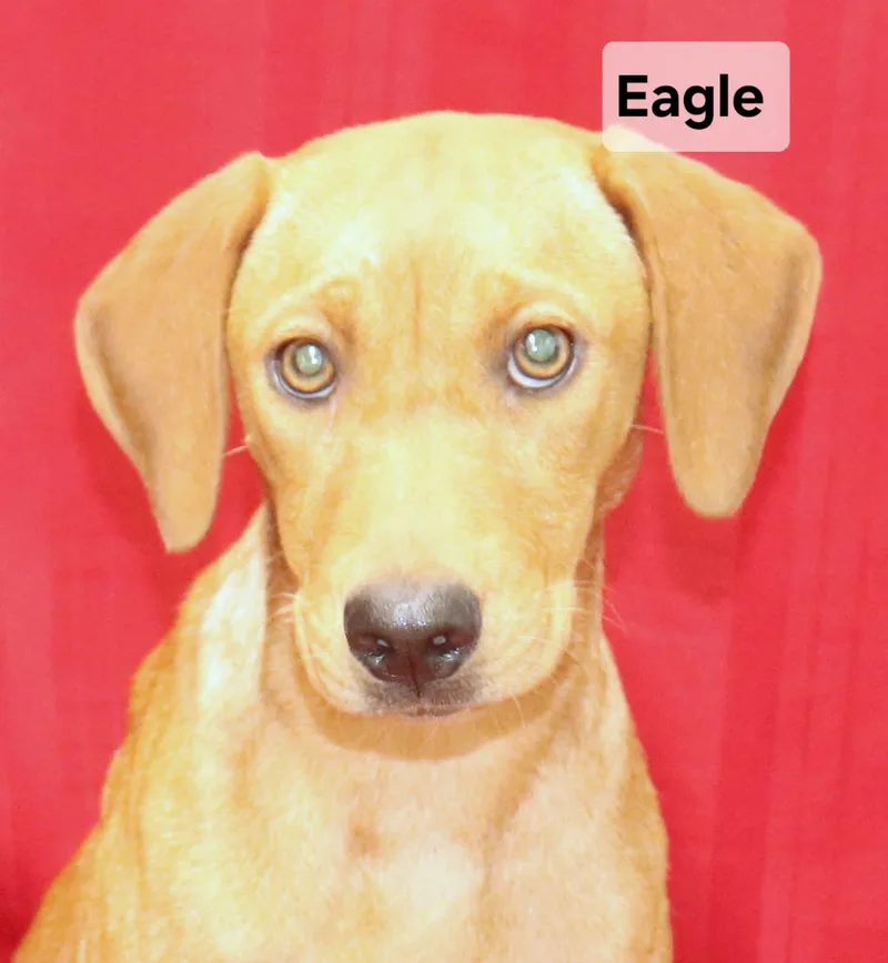 A young medium-sized female Yellow Labrador Retriever dog named Eagle for adoption in Manchester, CT