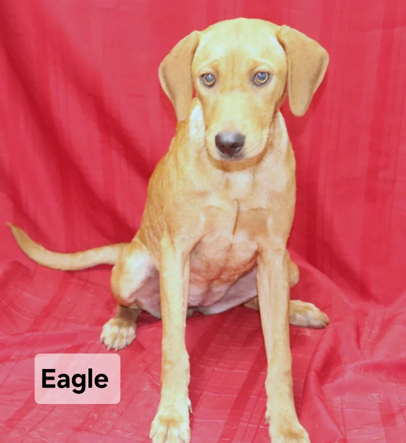 Eagle thumbnail 2