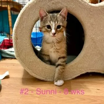 A baby small-sized male Brown / Chocolate Domestic Short Hair cat named Sunni for adoption in Pittsburg, KS
