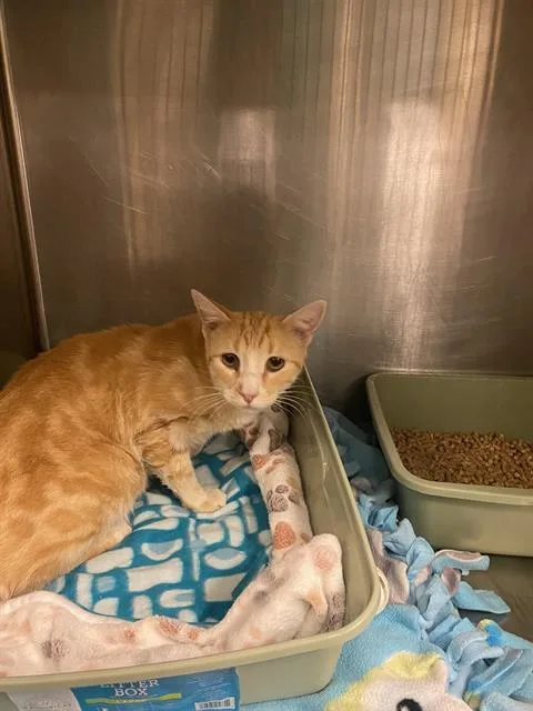 A young medium-sized female Domestic Short Hair cat named Winnie Wobbles for adoption in West Valley City, UT