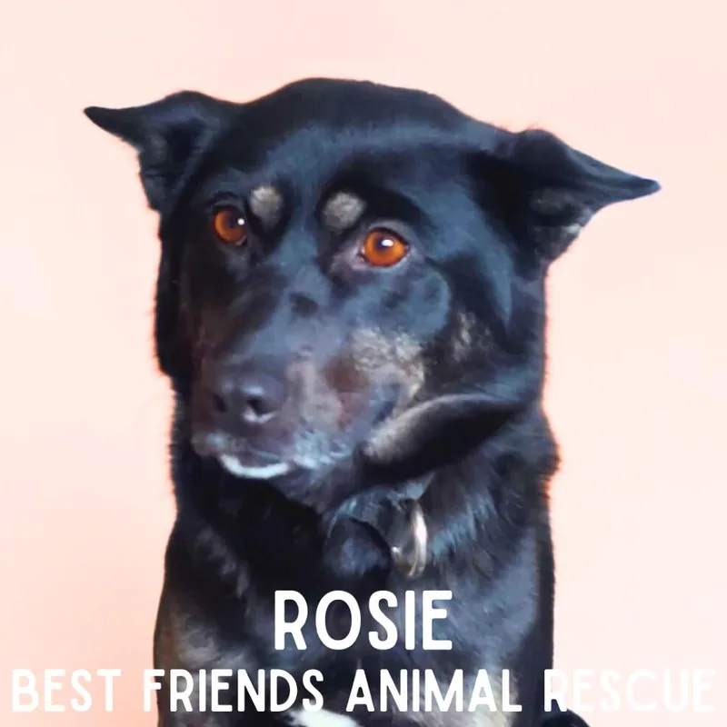 Rosie thumbnail 2