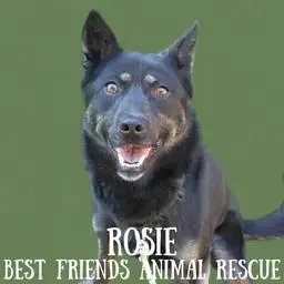 Rosie thumbnail 3