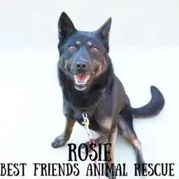 Rosie thumbnail 5