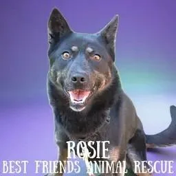Rosie thumbnail 6