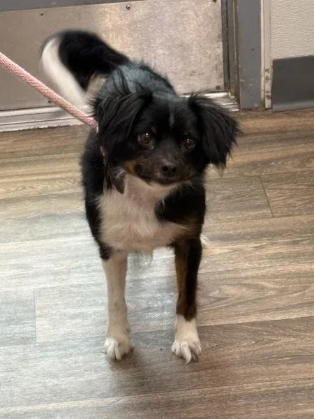 An adult small-sized male Papillon dog named Boogie for adoption in San Diego, CA