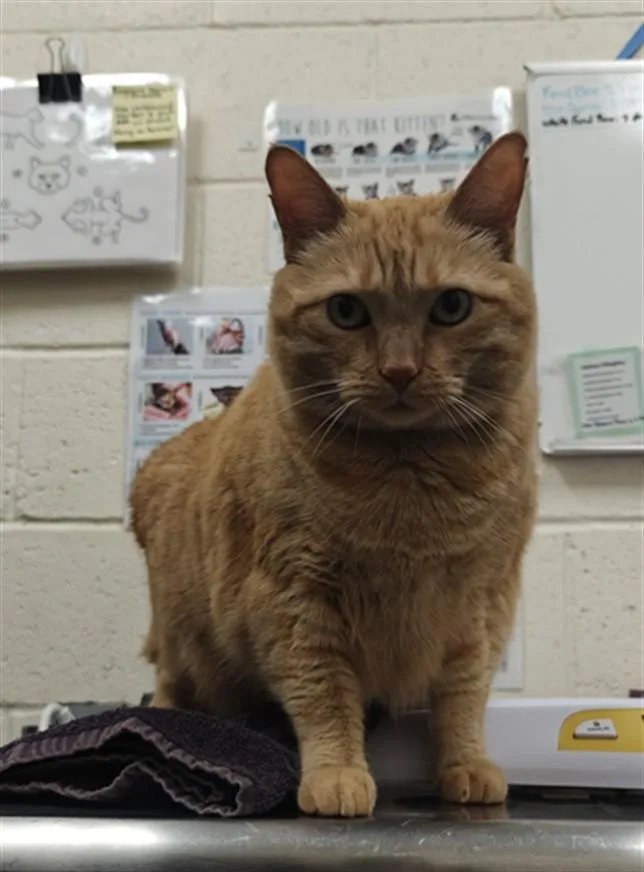 An adult medium-sized female Domestic Short Hair cat named Mai Tai for adoption in Santa Fe, NM