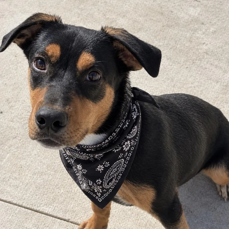 A young large-sized male Bicolor Rottweiler dog named Draco for adoption in Pilot Point, TX