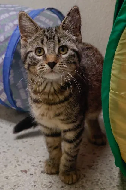 A baby small-sized female Domestic Short Hair cat named Lucy for adoption in Verona, WI