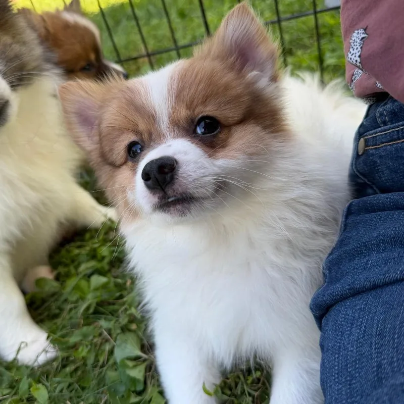 A baby small-sized female White / Cream Pomeranian dog named Diana for adoption in Silver Spring, MD