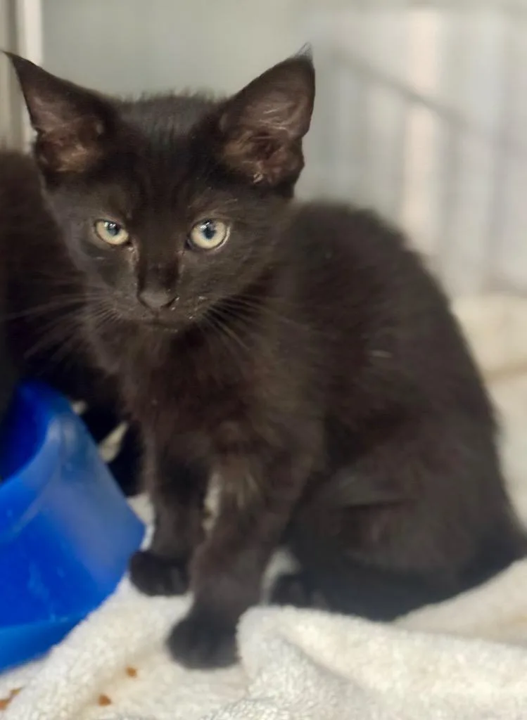 A baby medium-sized female Domestic Short Hair cat named Tiger for adoption in Danielsville, GA