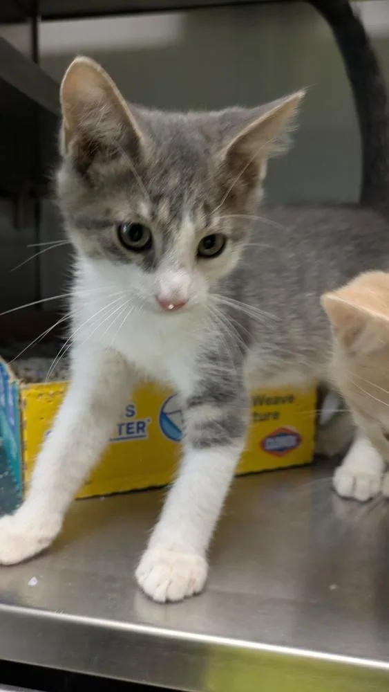 A young small-sized male Domestic Short Hair cat named Bunsen for adoption in Papillion, NE