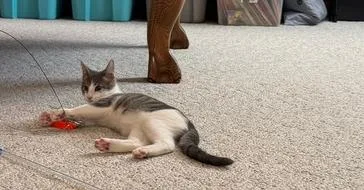 Bunsen thumbnail 2