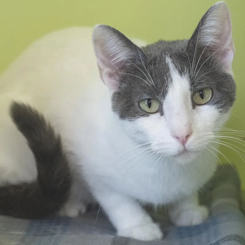 An adult medium-sized female Gray & White Domestic Short Hair cat named Bailey for adoption in Pontiac, MI