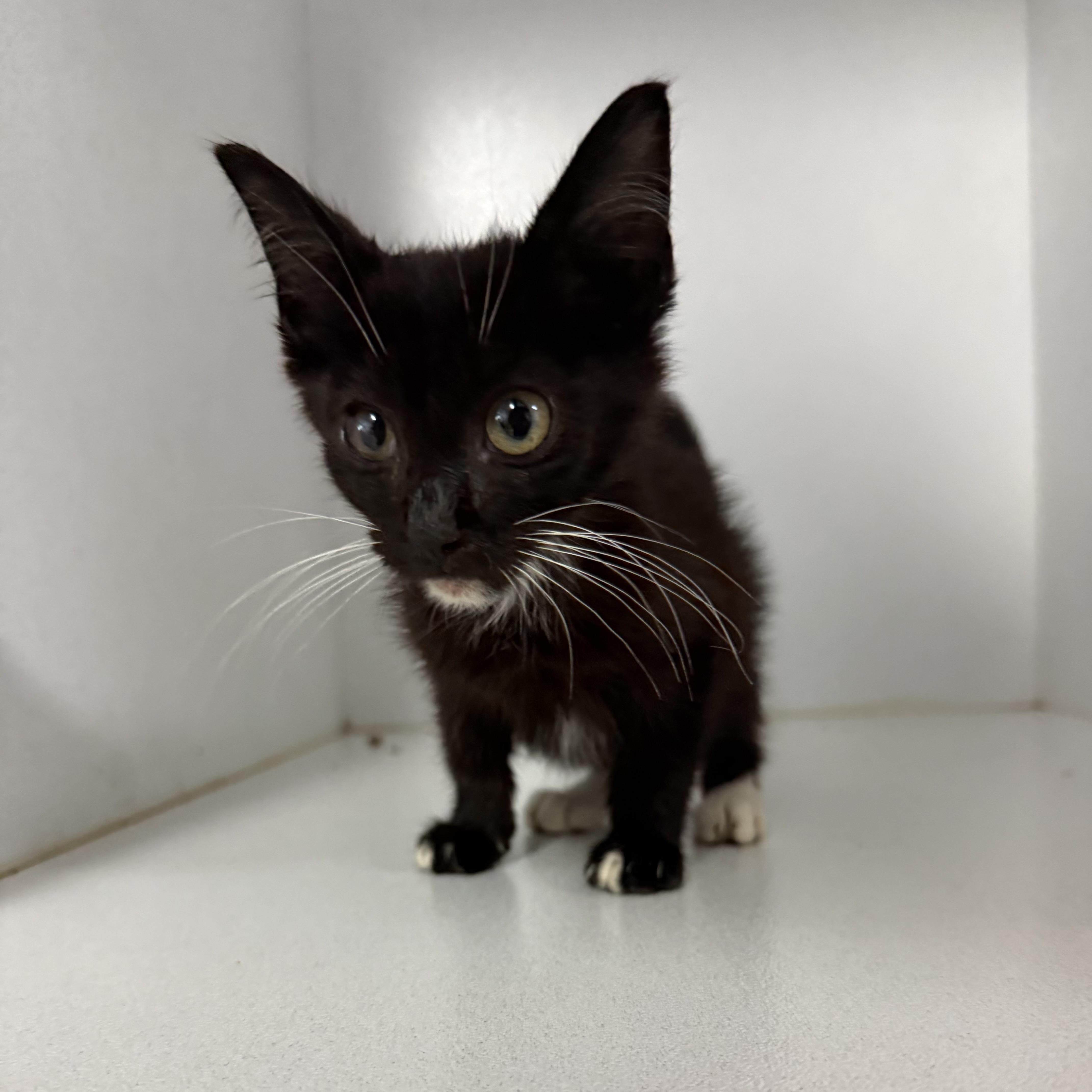 A baby medium-sized male Black & White / Tuxedo Domestic Short Hair cat named Squanch for adoption in Columbia, SC