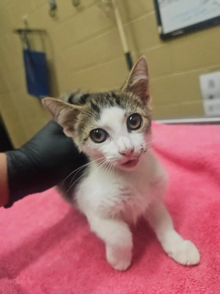 A baby small-sized male Domestic Short Hair cat named Aiden for adoption in Douglasville, GA