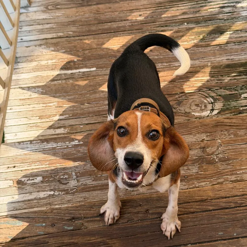 Odie