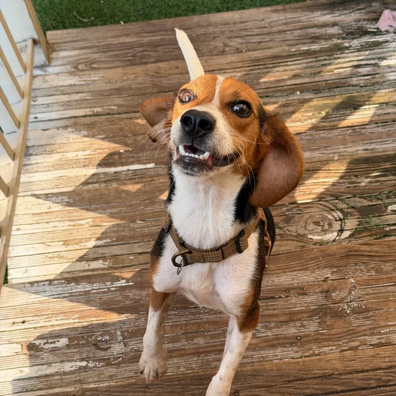 Odie thumbnail 2