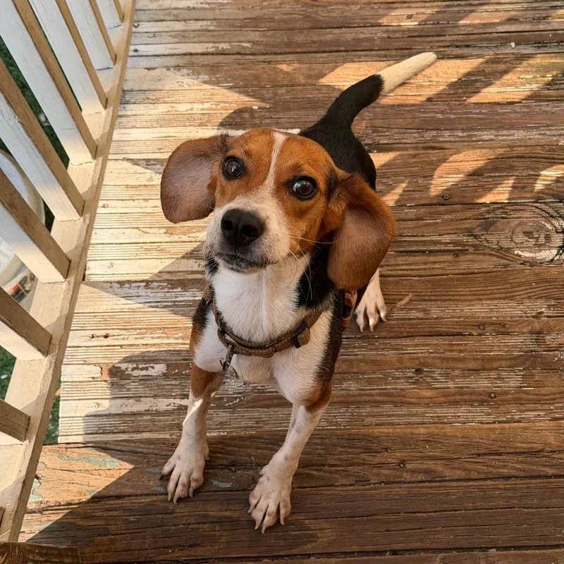 Odie thumbnail 3