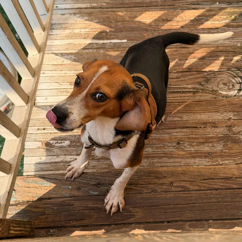 Odie thumbnail 4