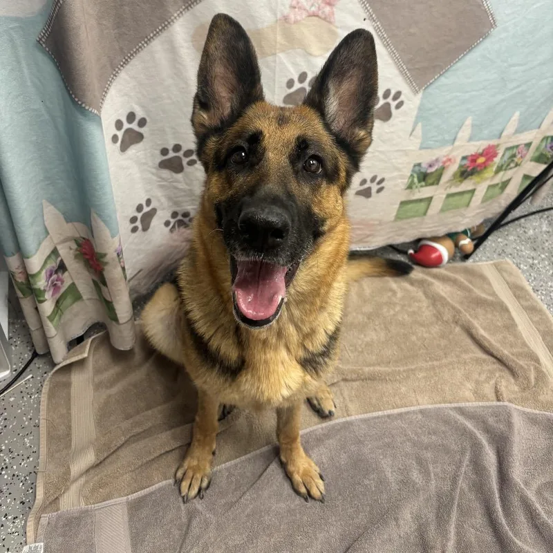 An adult large-sized female Brown / Chocolate German Shepherd Dog dog named Anuhea for adoption in Henderson, NV