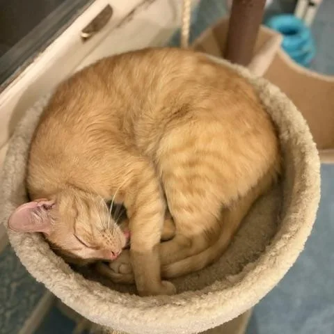 A young medium-sized male Tabby (Orange / Red) Domestic Short Hair cat named Phobo for adoption in Minneapolis, MN