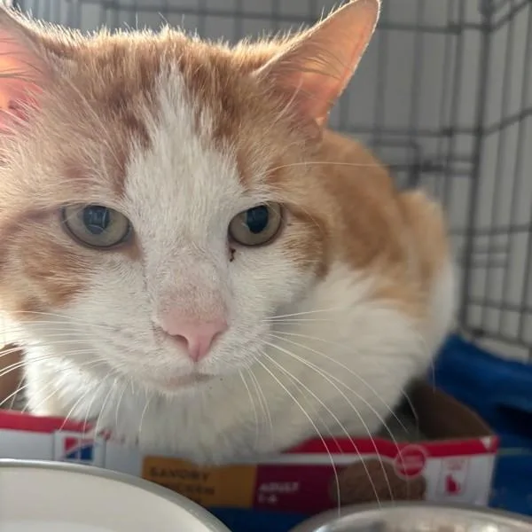 An adult small-sized male Domestic Short Hair cat named Victor for adoption in Des Moines, IA