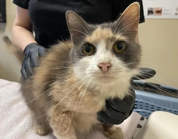 An adult small-sized female Domestic Short Hair cat named Stella for adoption in Oceanside, CA