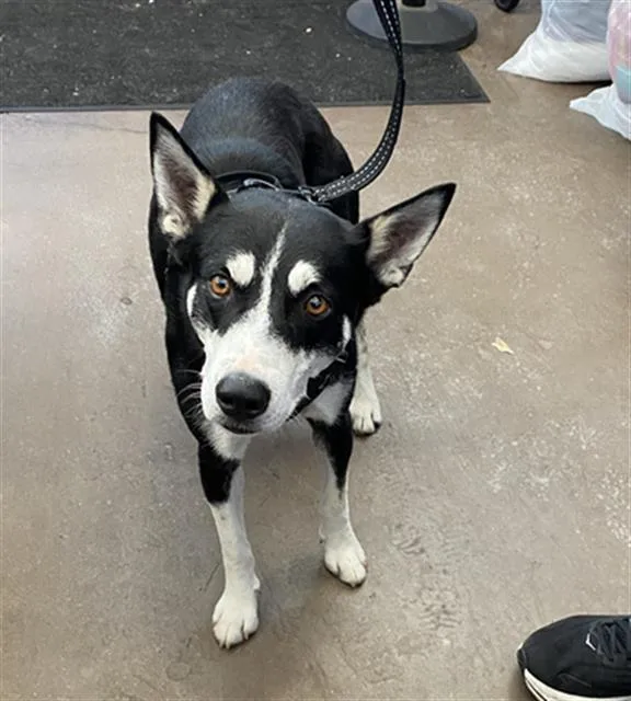 An adult large-sized male Mixed Breed dog named Billy for adoption in Dallas, TX