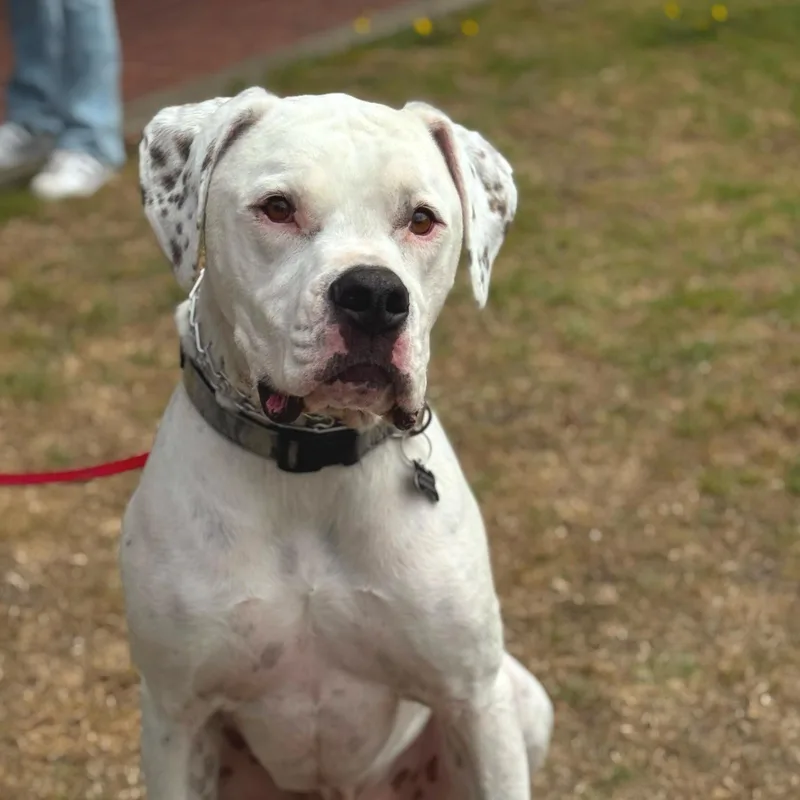 An adult large-sized male Dogo Argentino dog named Chewy for adoption in San Francisco, CA