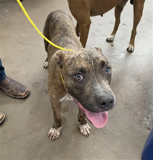 A young large-sized male Mixed Breed dog named Ace for adoption in Dallas, TX