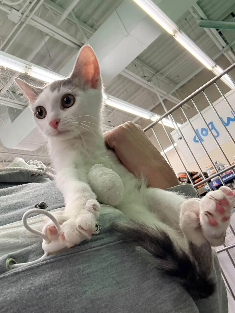 A baby medium-sized male Tabby (Gray / Blue / Silver) Domestic Short Hair cat named Helios for adoption in Cleveland, OH