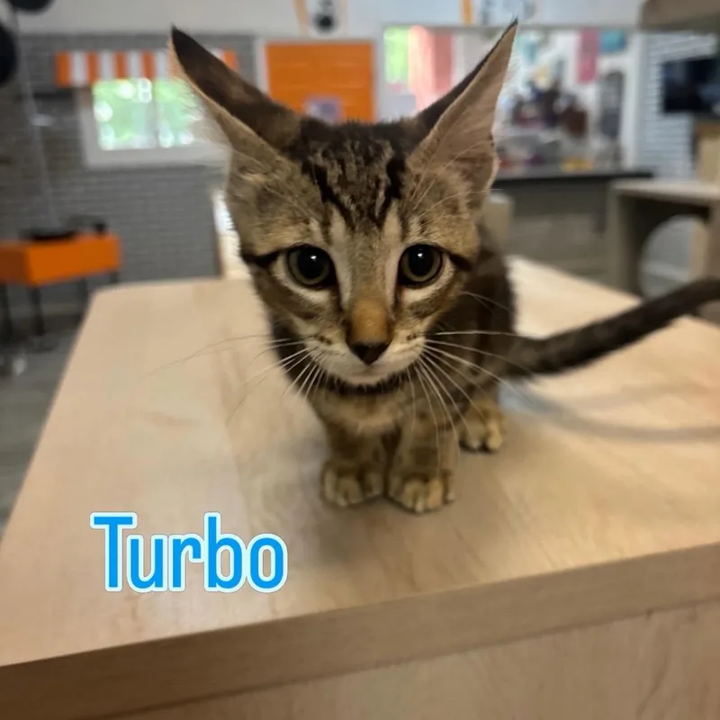 A baby medium-sized male Tabby (Buff / Tan / Fawn) Domestic Short Hair cat named Turbo At Fat Cat for adoption in Tallahassee, FL
